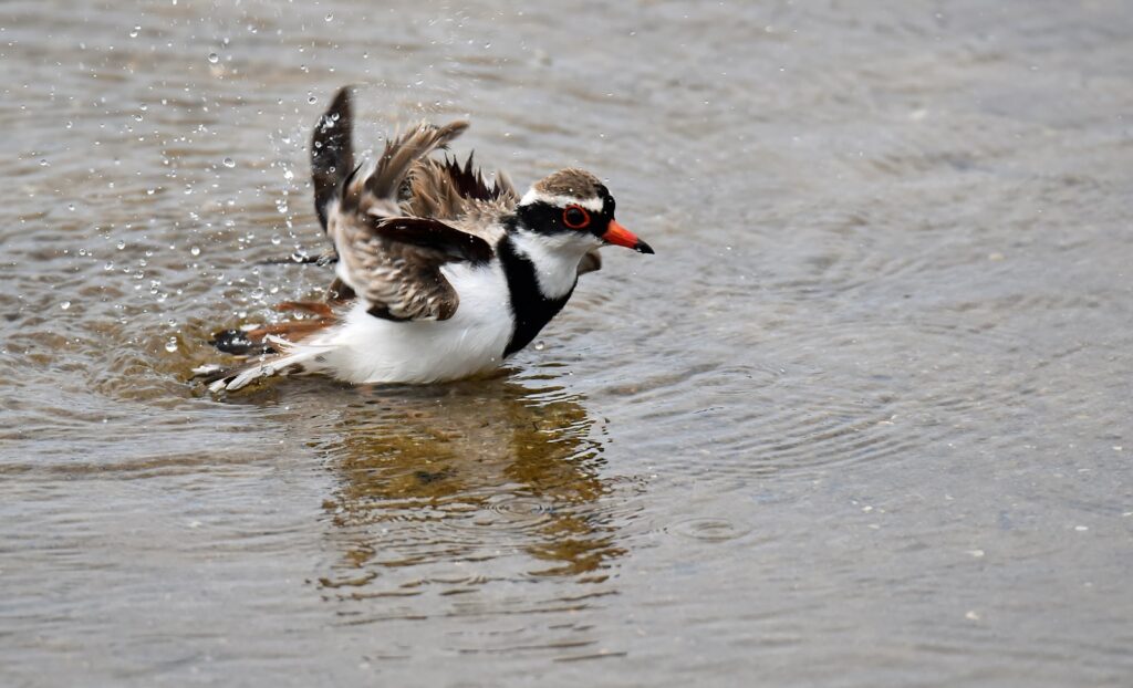 A duck flapping it's wings while wading on water during daytime.