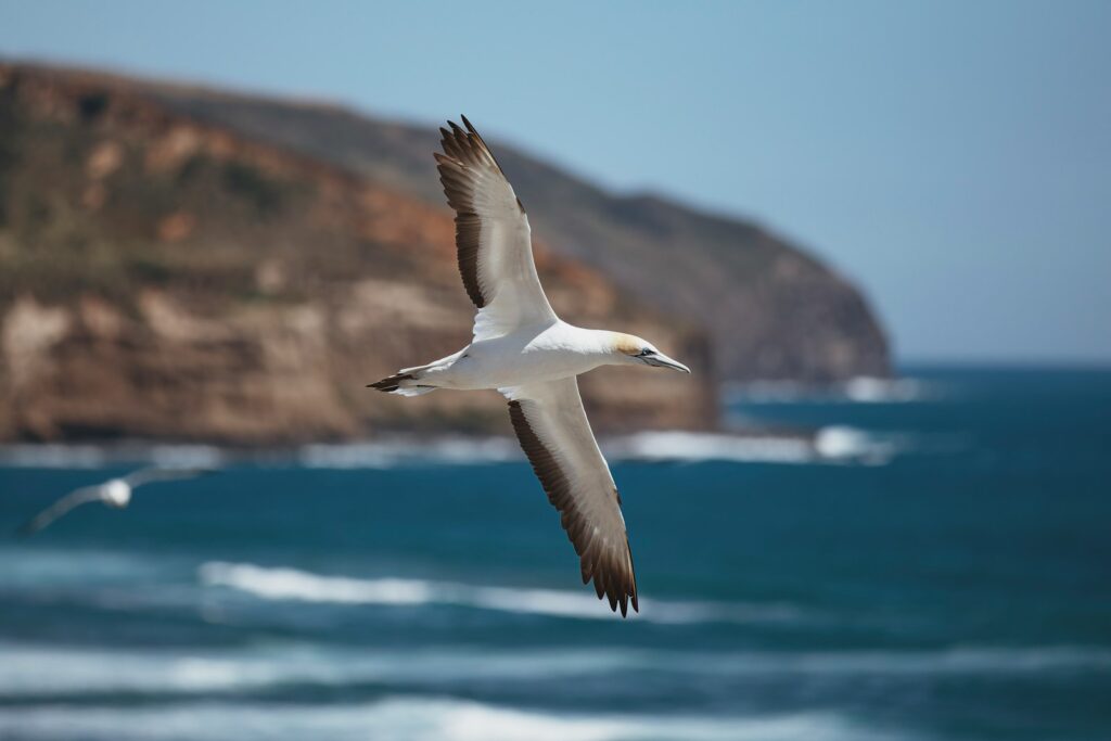 A gannet with white plumage, a pale yellow head, and dark-tipped wings flies over the ocean near a rocky coastline.