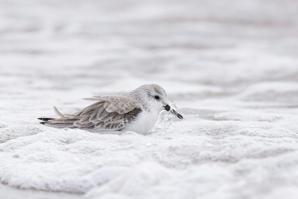A small bird sitting on top of a sandy beach.