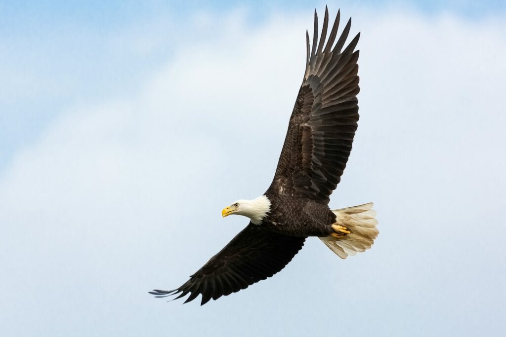A majestic Bald Eagle soars with one wing fully extended against a partly cloudy sky.