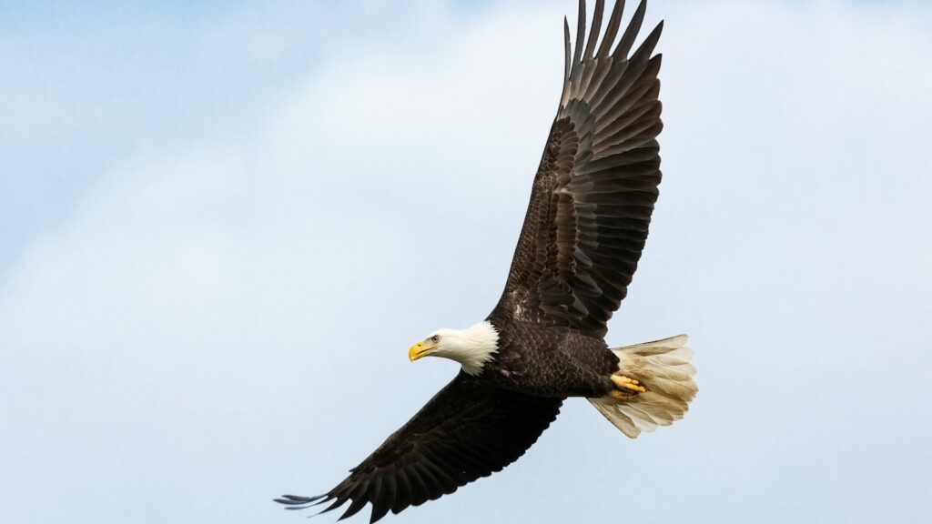 A majestic bald eagle with outstretched wings soars against a pale sky.
