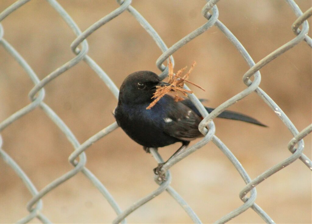 Black scrub robin with nesting material in its beak on a fence.