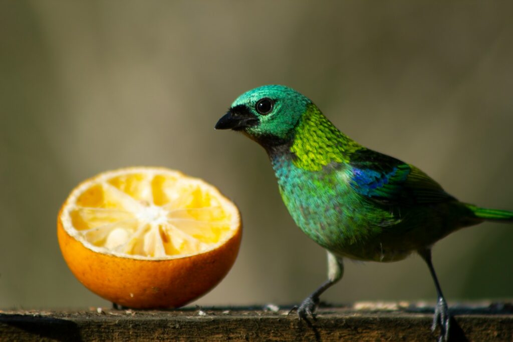 A vibrant Green-headed Tanager stands near a halved orange, its bright feathers contrasting with the citrus.