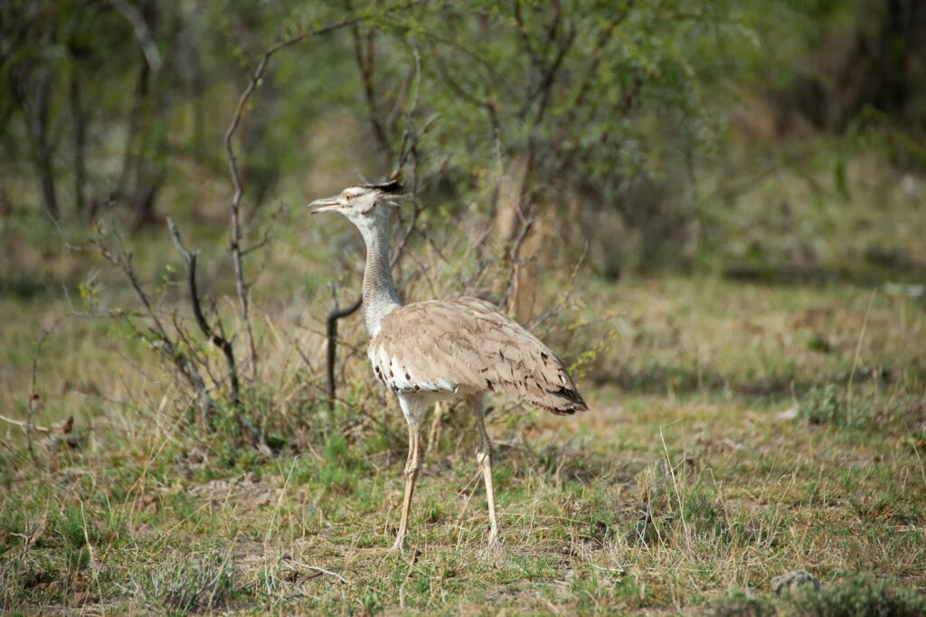 A Kori Bustard stands tall in a grassy area with sparse vegetation.