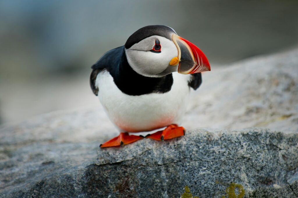 An Atlantic puffin with black and white plumage and a colorful beak stands on a grey rock.