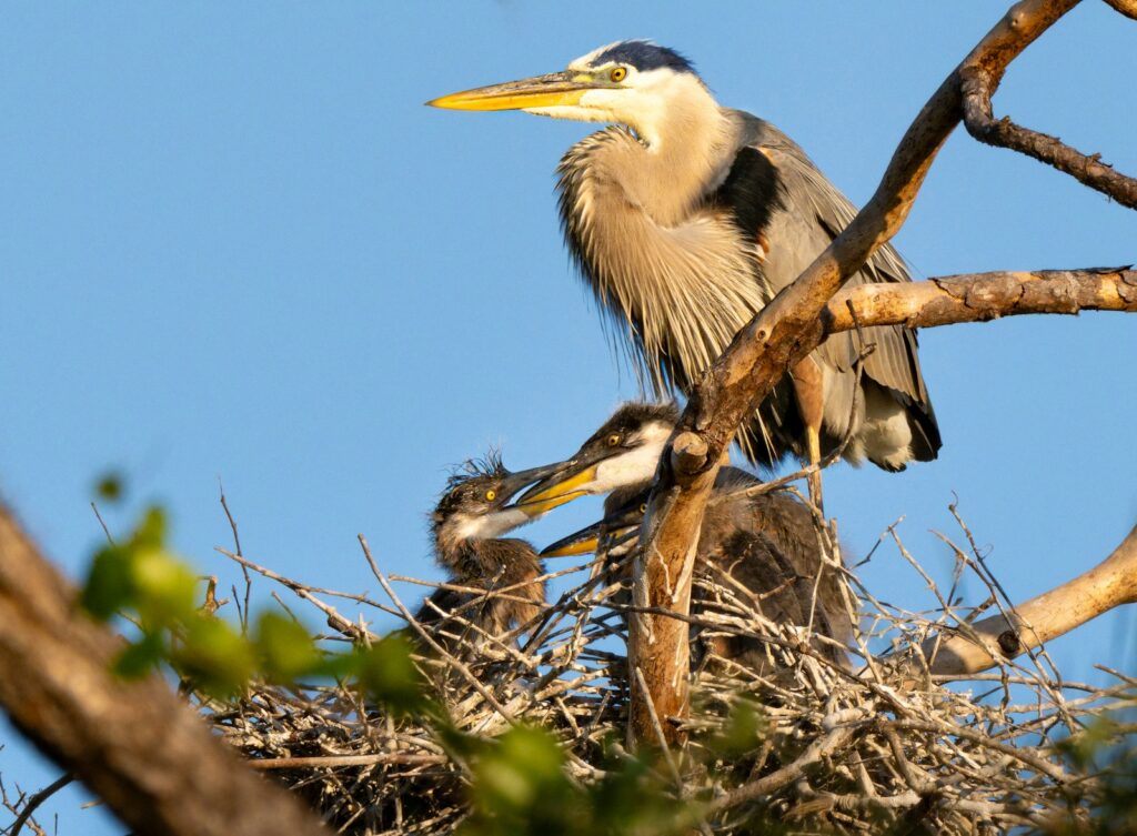 A heron watches over its nest with young.