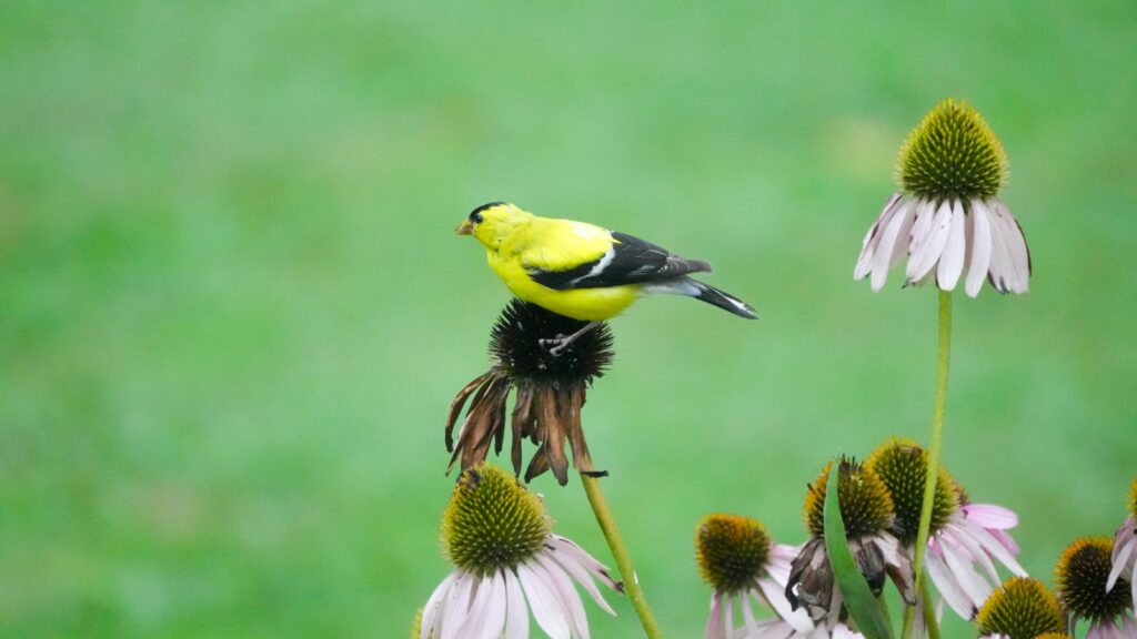 A bright yellow American goldfinch perches on a dried flower head.