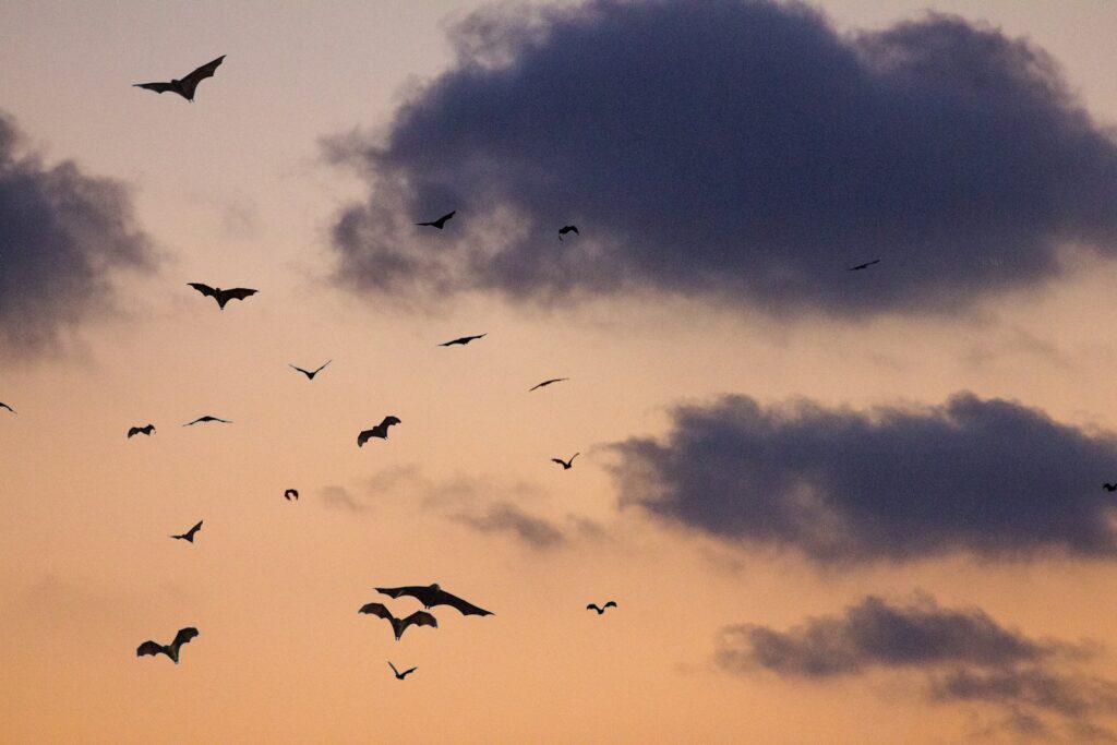Many bats flying in the twilight sky.