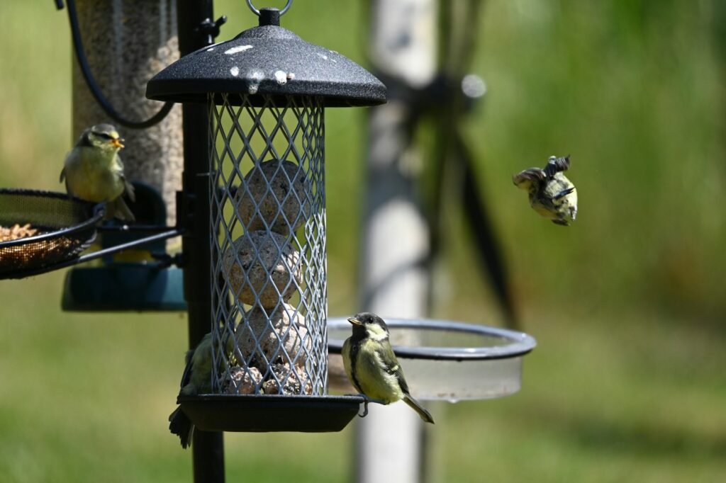 Several great tits are feeding at and flying around a bird feeder.