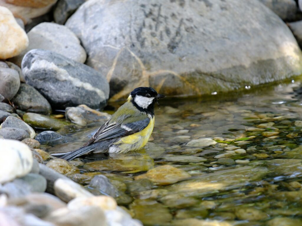 A small bird is sitting on the rocks by the water.