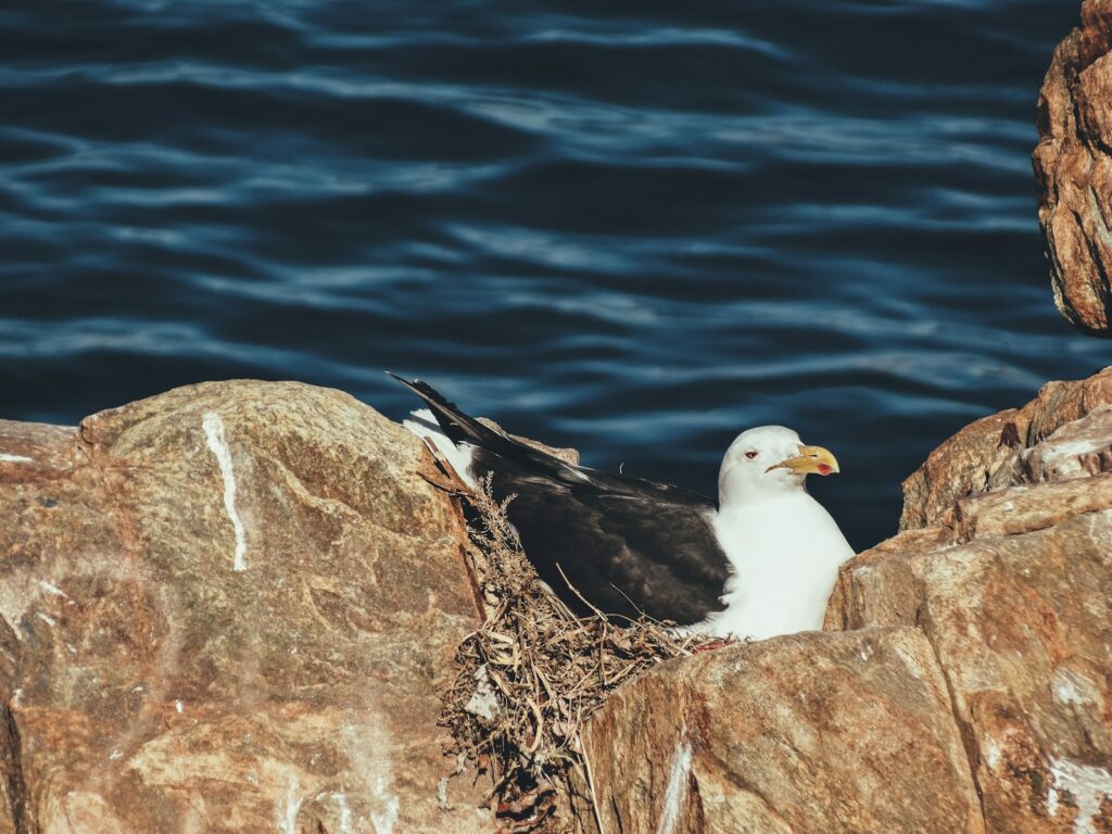 A Southern Black-backed Gull sits in its nest on a rocky surface near dark water.