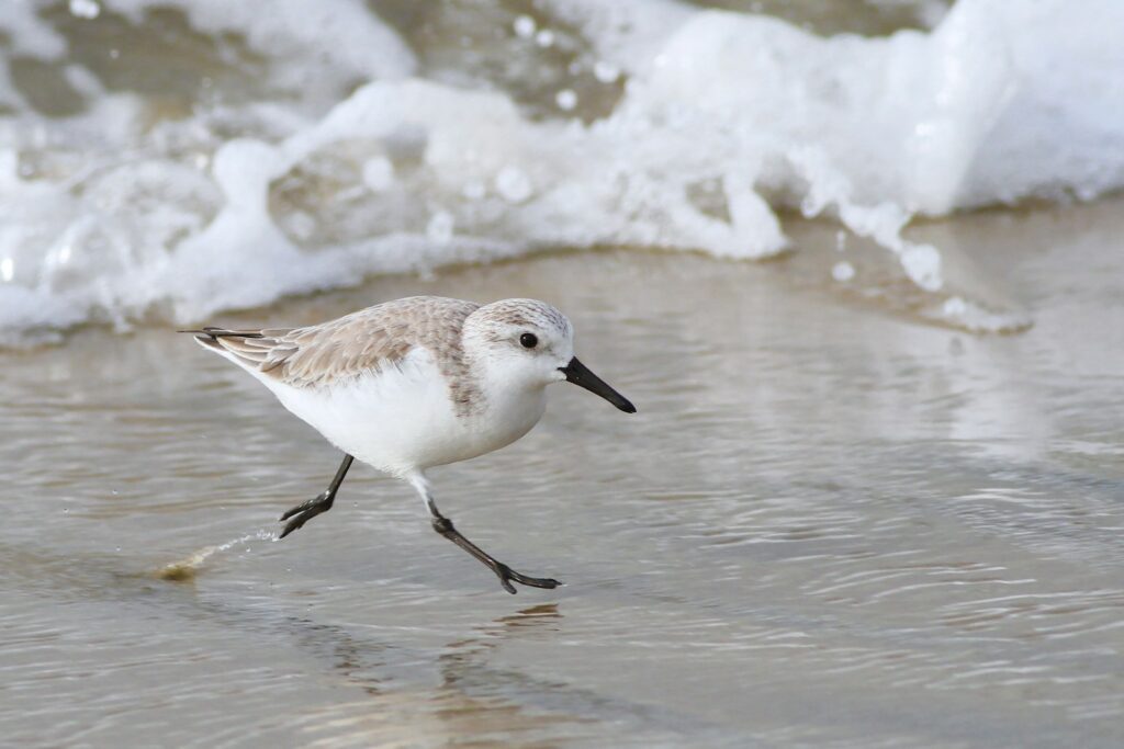 A small sandpiper-like bird with light plumage runs along the water's edge.