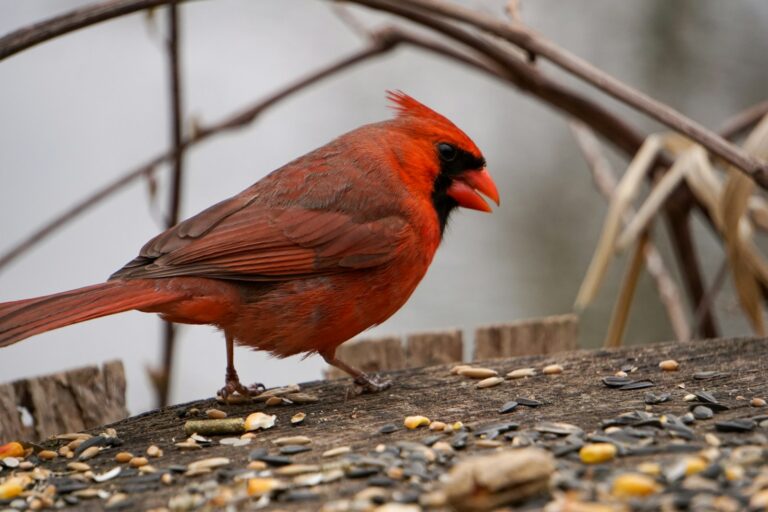 Northern cardinal on a surface with scattered seeds.