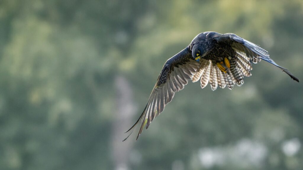 A peregrine falcon flies with graceful form.