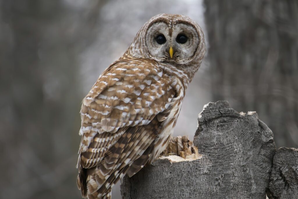 A barred owl with brown and white striped plumage looks forward with dark eyes.
