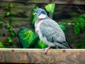 A gray pigeon perches on a wooden fence.
