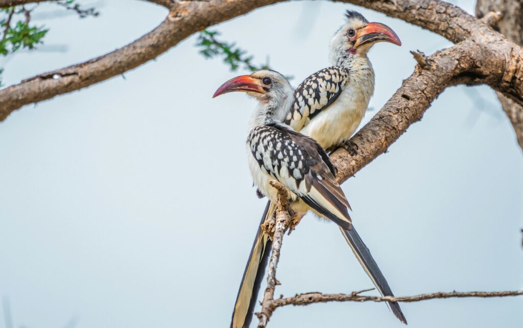 Two Von der Decken's hornbills with red bills and speckled plumage perch on branches.