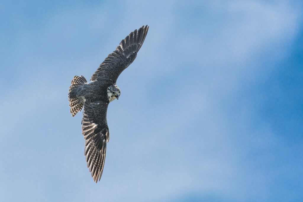 A falcon with patterned wings and a light chest flies against a clear blue sky.