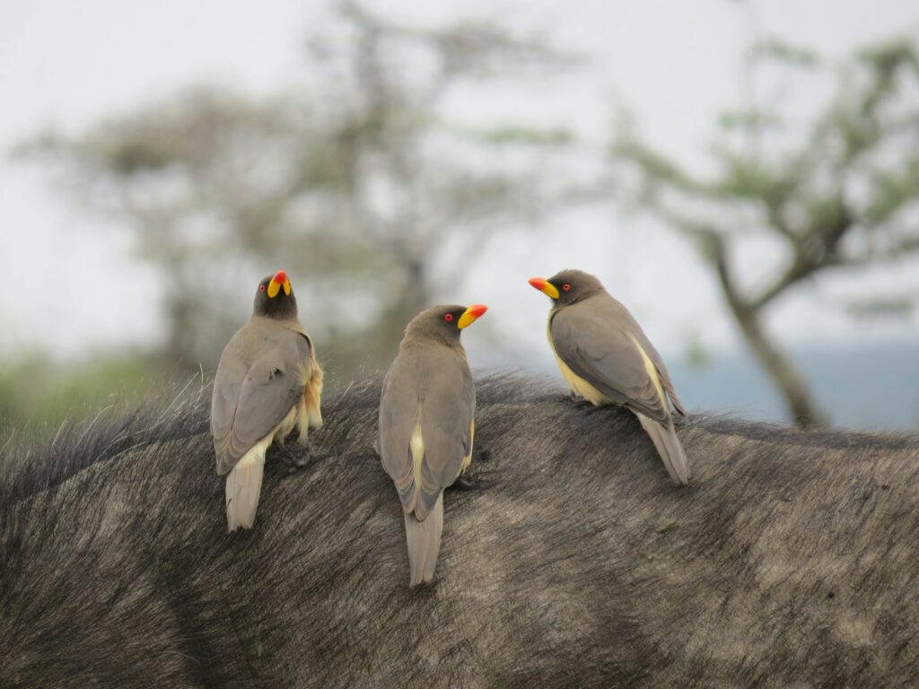 Three Red-billed Oxpeckers with grey-brown plumage and red beaks perch on an animal.