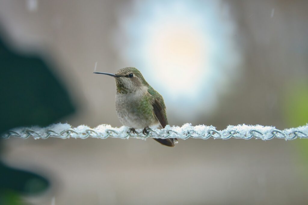 A hummingbird perched on a wire in the rain.
