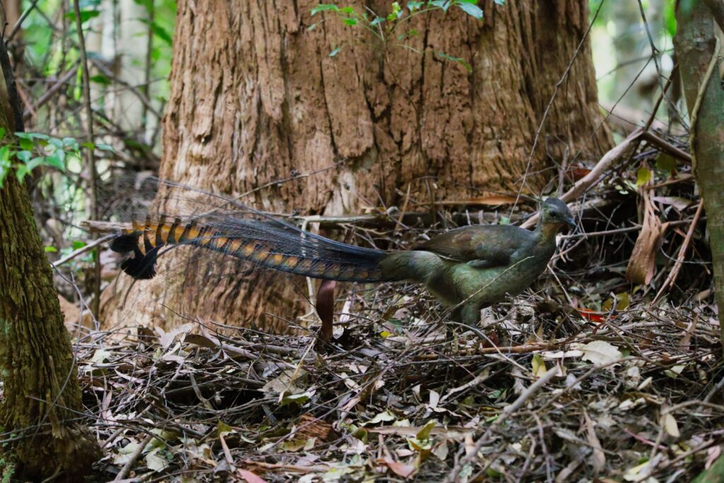 A lyrebird with a long tail standing in the woods.