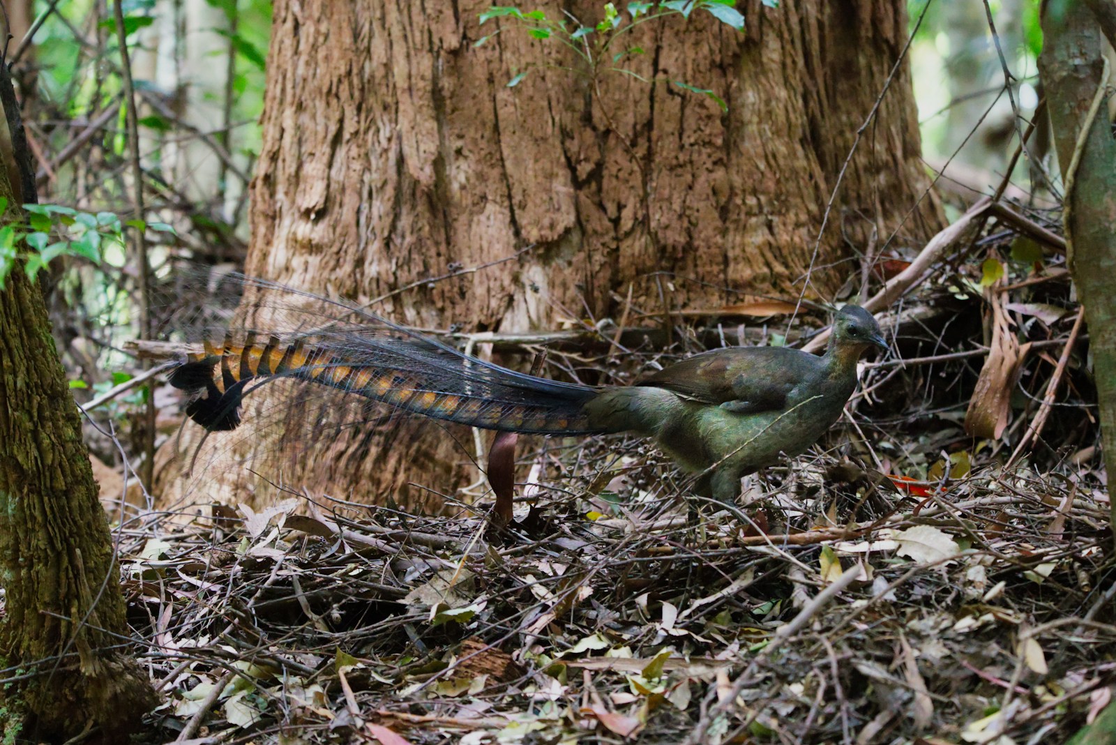 A lyrebird with a long tail standing in the woods.