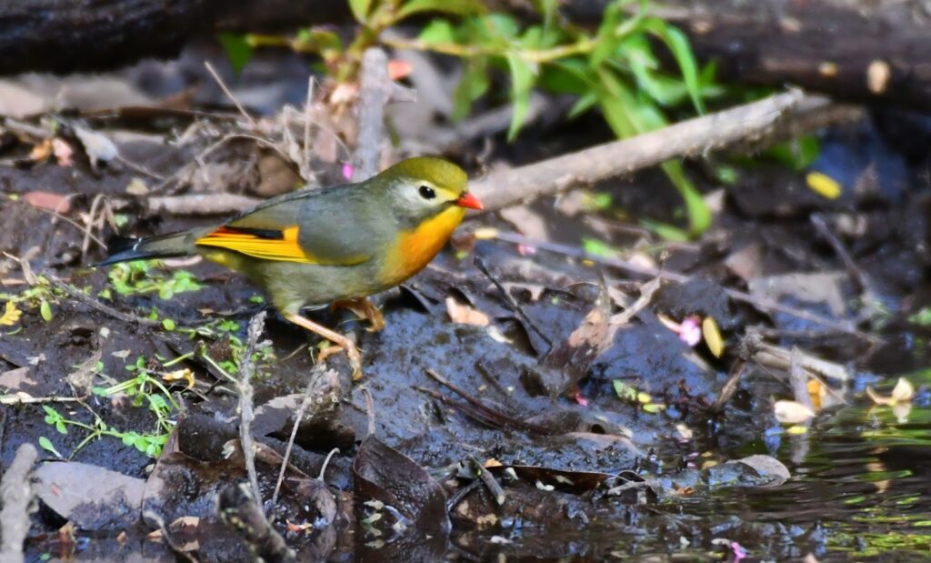 A red-billed leiothrix perches on the muddy ground amidst foliage.