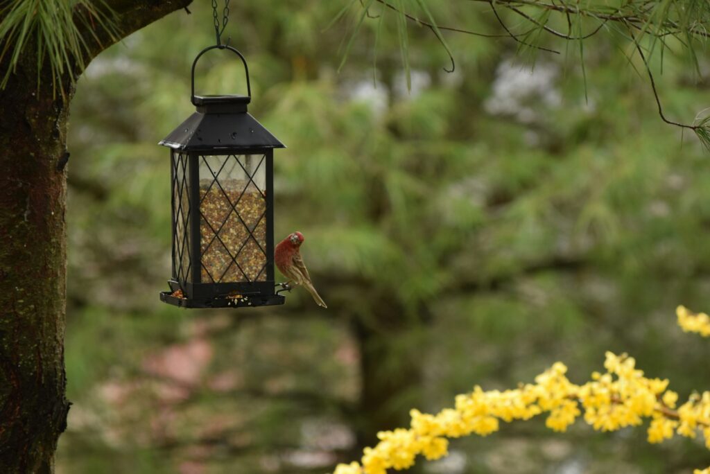 A house finch perches on a lantern-style bird feeder.
