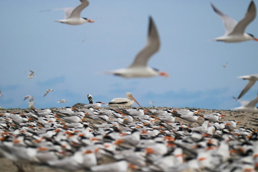 A large flock of terns with grey and white plumage and orange bills gathers on a sandy shore, with some flying overhead.