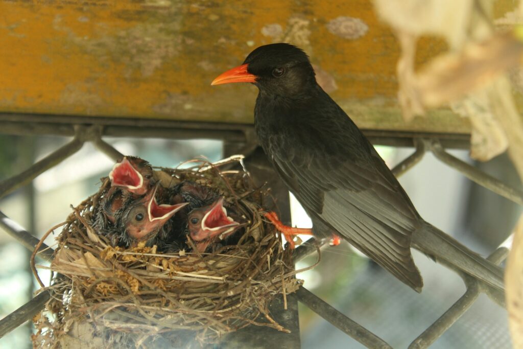A black bulbul with an orange beak and legs stands near its nest with three gaping chicks.