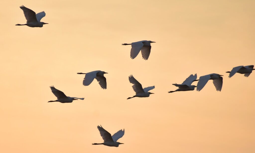 A flock of egrets flies against a soft, pale sky.