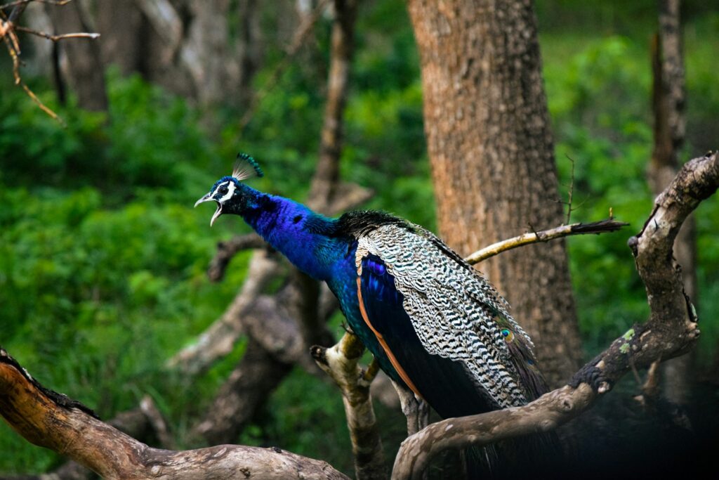 A peacock standing on a tree branch in a forest.