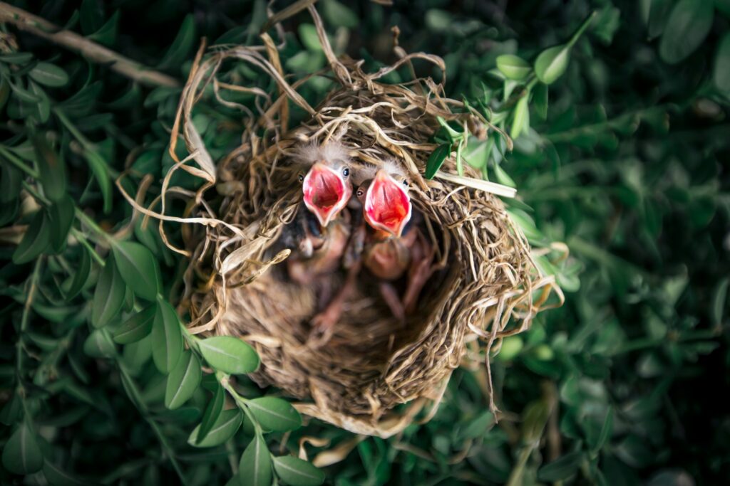 Baby birds with open mouths in a nest among green leaves.