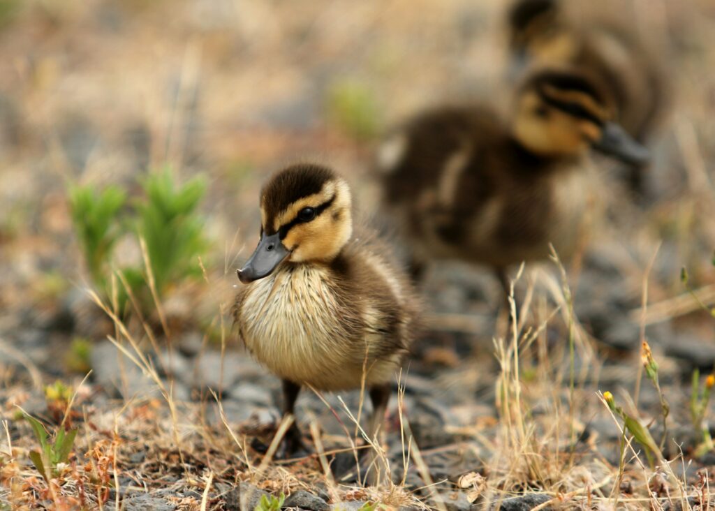 A mallard duckling with brown and yellow downy feathers stands amongst dry grass and foliage.