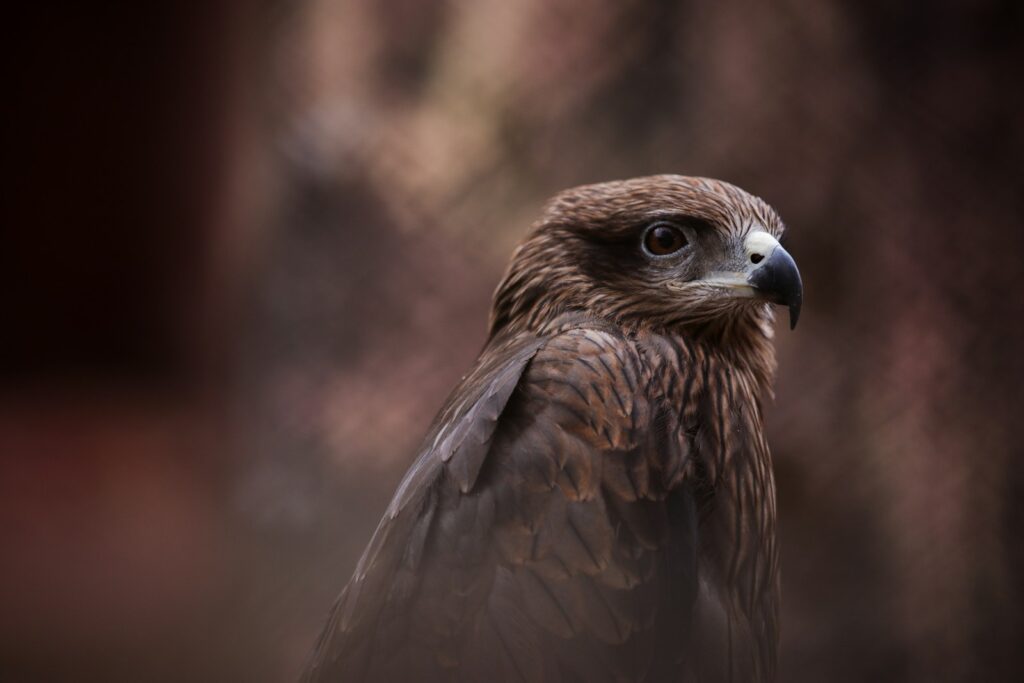 A black kite with dark brown plumage and a sharp beak looks to the right.