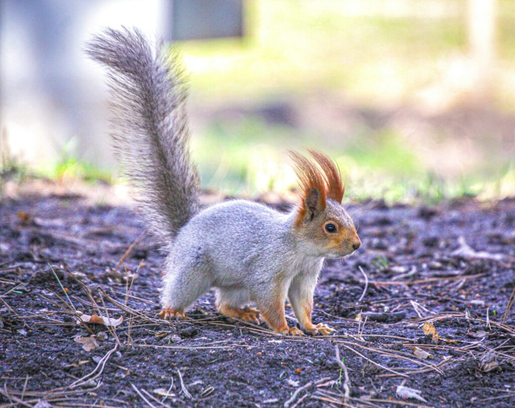 a squirrel is standing on the ground with its tail in the air