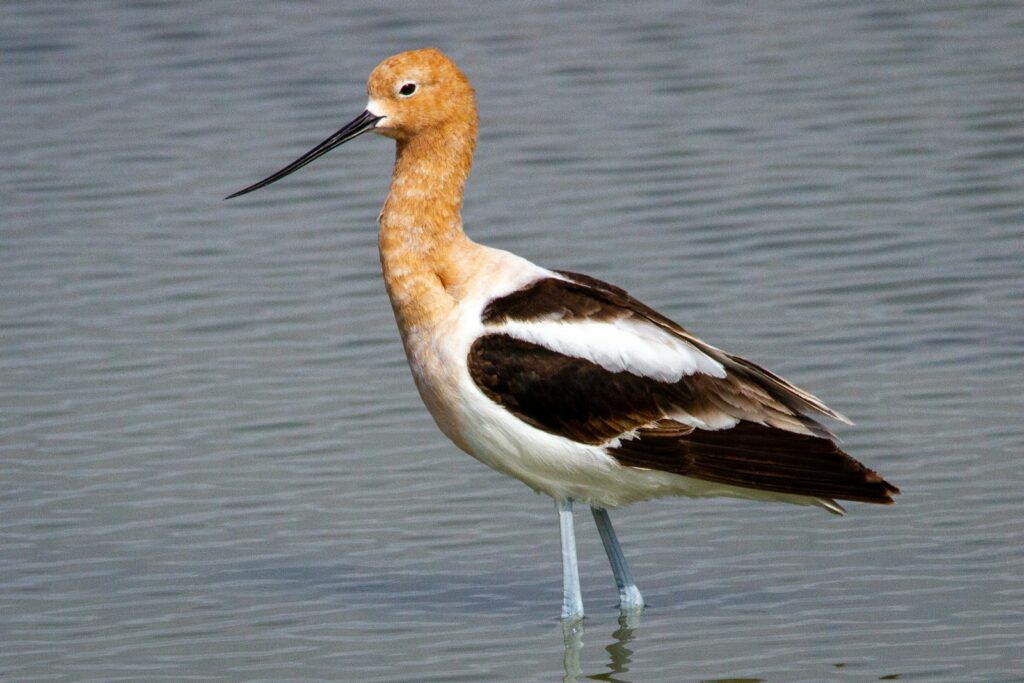 American avocet standing in shallow water.
