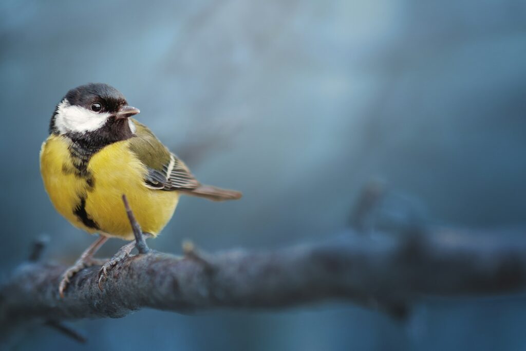 A great tit with yellow underparts, a black stripe, and a black and white head perches on a branch.
