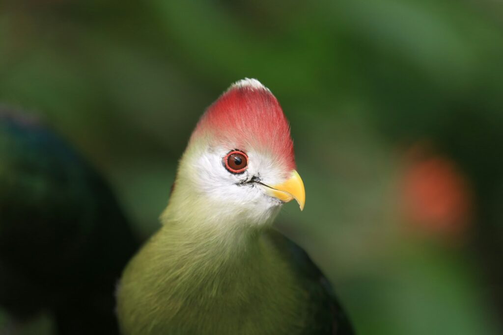 A red-crested turaco is shown in a close-up view.