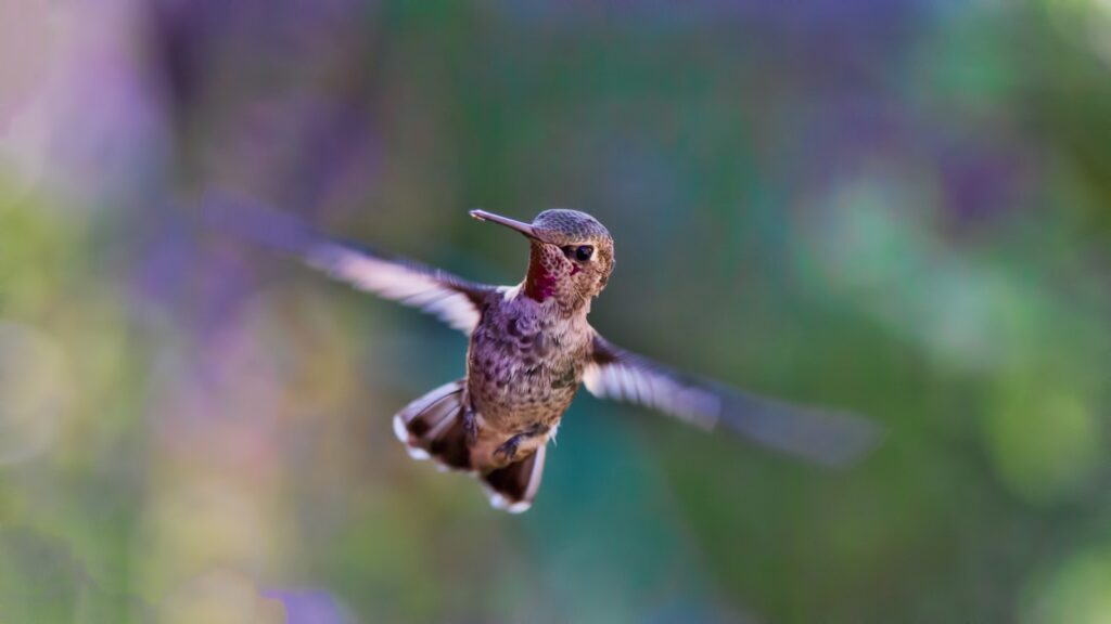 A hummingbird with blurred wings hovers in the air.