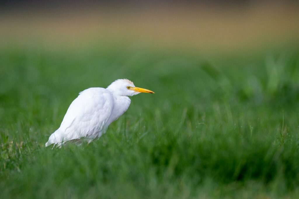 A Cattle Egret with white plumage and a yellow beak stands in green grass.