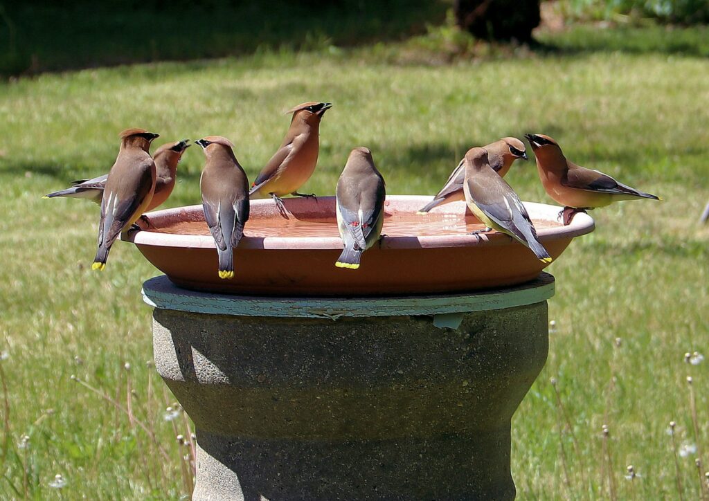 Three birds on brown round concrete pot during daytime.