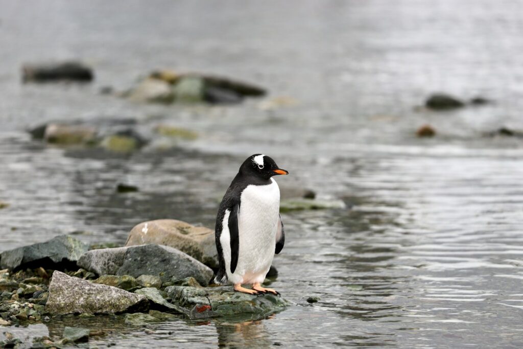 A penguin standing on a rock in the water.