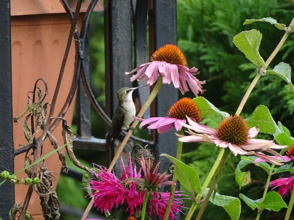 A hummingbird perched on a flower in a garden.