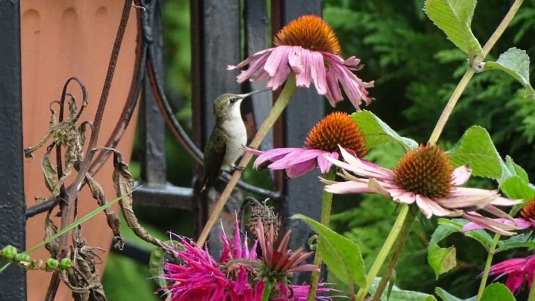 A hummingbird perched on a flower in a garden.