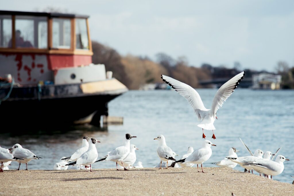 Several Black-headed gulls stand on a concrete surface near the water, with one landing.