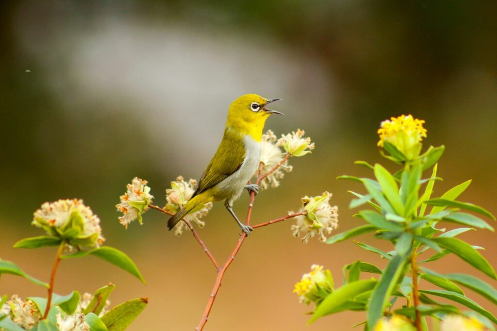 A vibrant Indian White-eye with yellow plumage and a white eye-ring sings on a flowering stem.