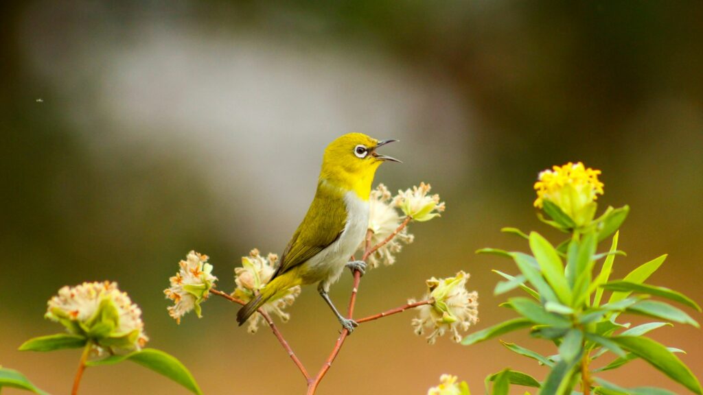 A vibrant Indian White-eye with yellow plumage and a white eye-ring sings on a flowering stem.
