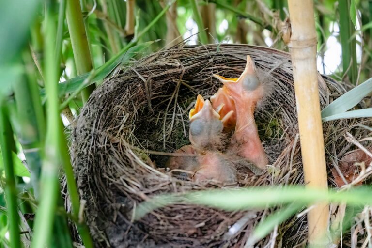 Three baby oriental reed warblers with open mouths wait in their woven nest among green reeds.