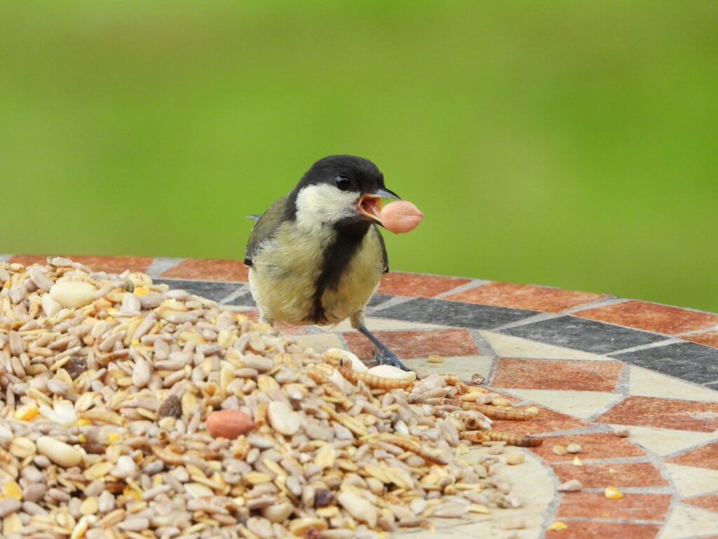A great tit with a black head and yellow breast holds a seed in its beak.